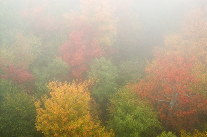 Foggy Fall Foliage, New Hampshire